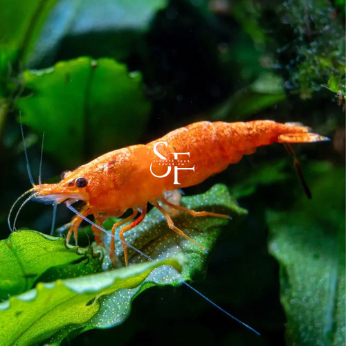 Orange sunkist freshwater - 20+2,